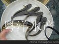 买杂交大口鲶鱼苗首先粤洋水产