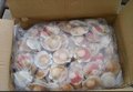 即食调味夏夷贝 即食海鲜 冷冻水产 夏夷贝 夏夷贝壳 冷冻食品 冷