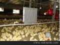 养殖升温锅炉。养殖升温设备，养殖温控设备，养殖温控锅炉