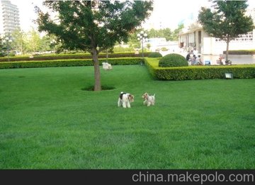 l件起批 批發(fā)供應(yīng)各種高品質(zhì)的 專業(yè) 提供優(yōu)質(zhì)t天富道草坪/草皮