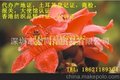 代办墨西哥自由销售证明大使馆认证，供应自由销售证明书