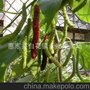 大量供应长果桑苗、超长超大 蜜甜无酸、果桑之王、批发苗