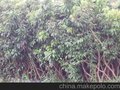 大量供应征地荔枝苗，大中小营养杯树苗 占地树苗