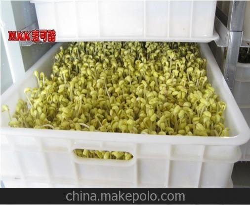 東莞豆芽機(jī)械 自動(dòng)淋水圖片
