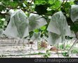 广东无纺布 葡萄套袋无纺布 水果套无纺布 农用无纺布