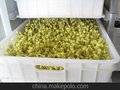广州豆芽生长机 操作方便 简单实用cm