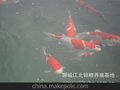 锦鲤较大的锦鲤养殖场
