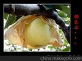  新台果袋 葡萄套袋新型防鸟防菌防虫葡萄纸袋梨育果袋