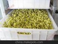 麦可酷豆芽机器 操作方便 安全可靠 大量供应