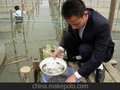 供应快大出肉率高的新吉富罗非鱼苗，省成本