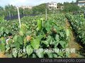 供应茂名电白菩提树小苗